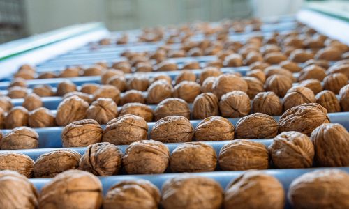 Impianto agricolo per noci