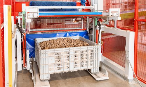 Impianto agricolo per noci