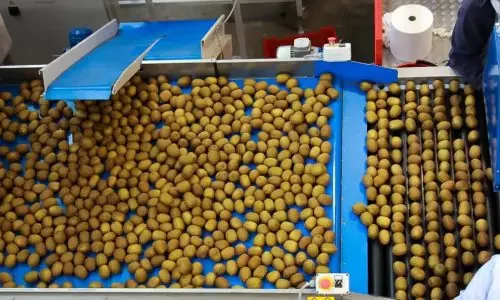 Impianto agricolo per kiwi