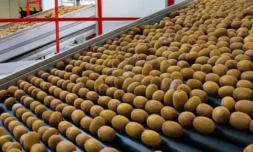 Impianto agricolo per kiwi