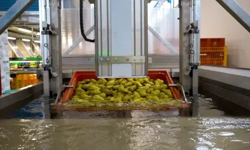 Impianto agricolo lavaggio pere