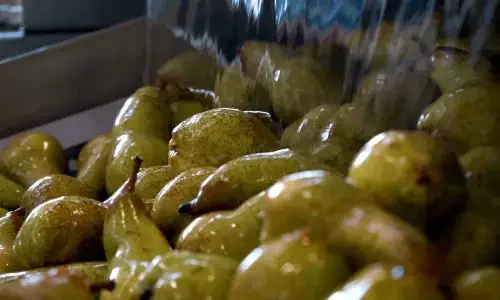 Impianto agricolo lavaggio pere