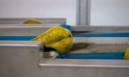 Impianto agricolo lavaggio pere