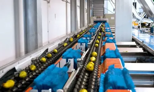 Calibratrice con intelligenza artificiale per analisi esterna e interna pere