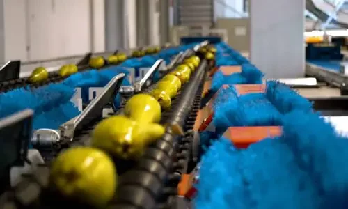 Calibratrice con intelligenza artificiale per analisi esterna e interna pere